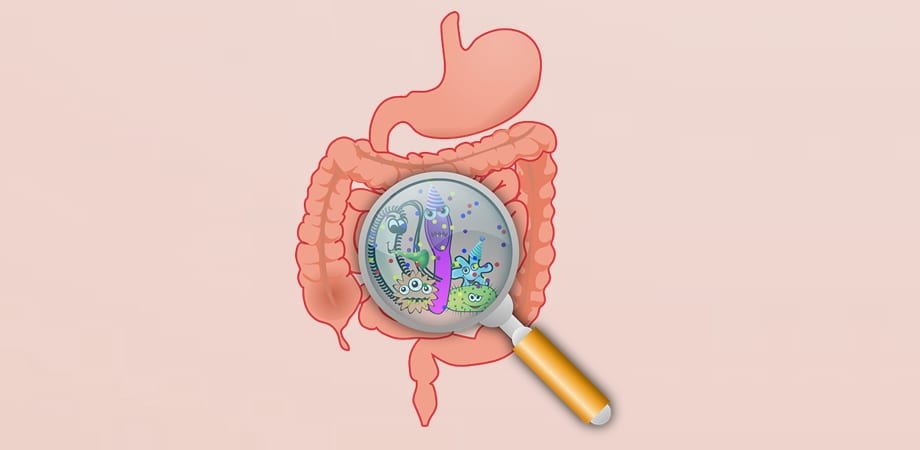 bacteriile intestinului ajută să piardă în greutate)