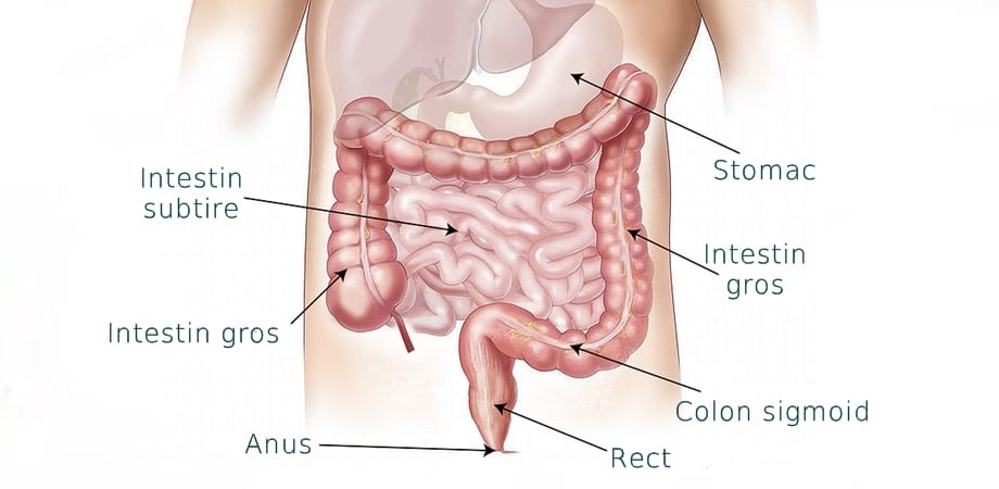 erecția bolii intestinului