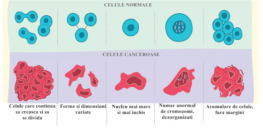 diferente celule canceroase si necanceroase